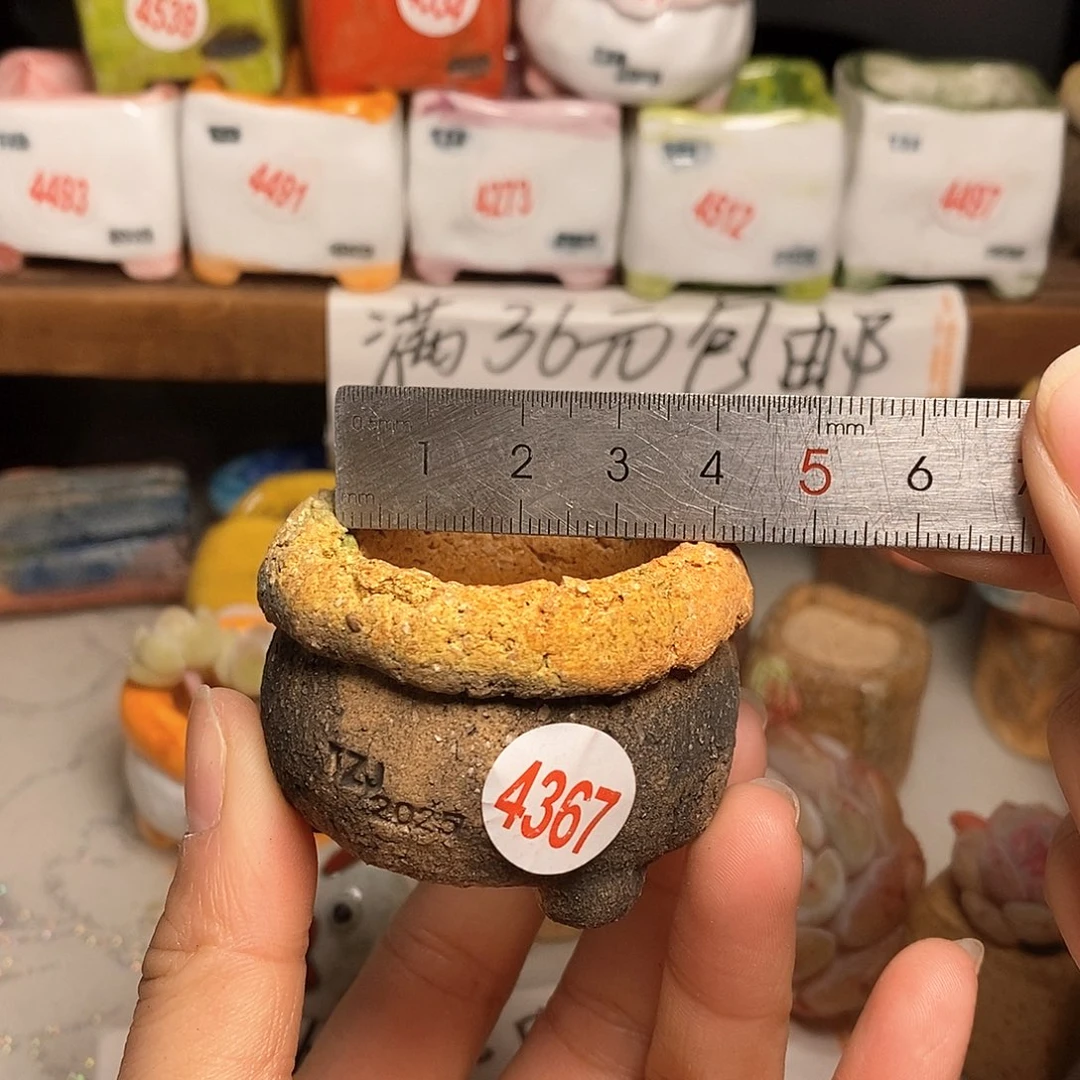 红陶拍5送一个小