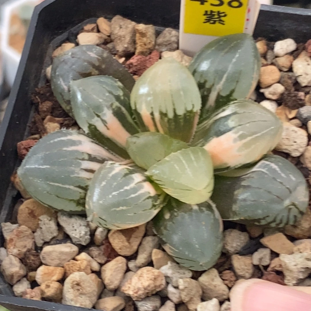 438号糯玉露锦多肉植物