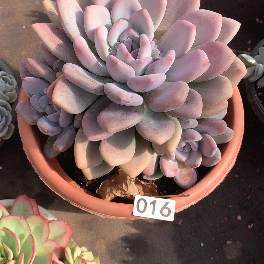 016奥普 一物一拍多肉