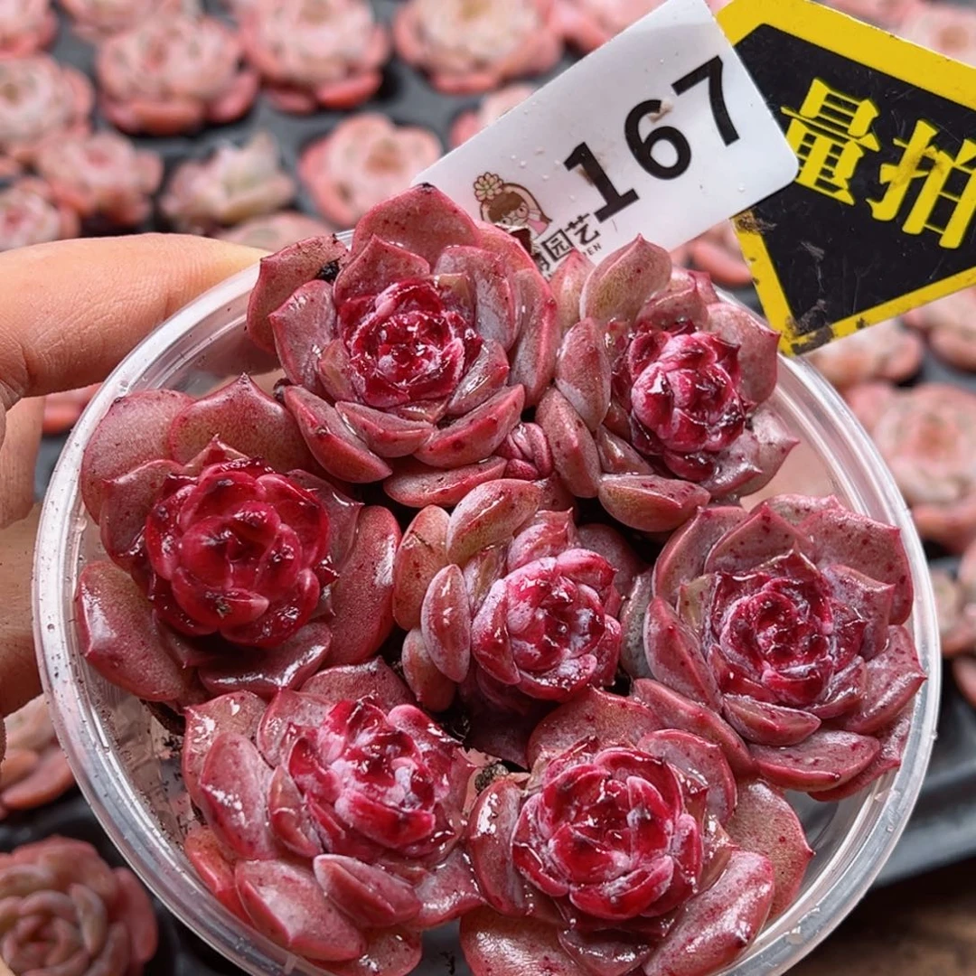 多肉植物多肉植物