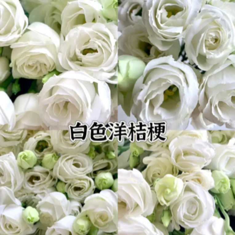 【年宵花】洋桔梗永恒不变的爱白色粉色香槟色绿色一把家居式养花水养插花