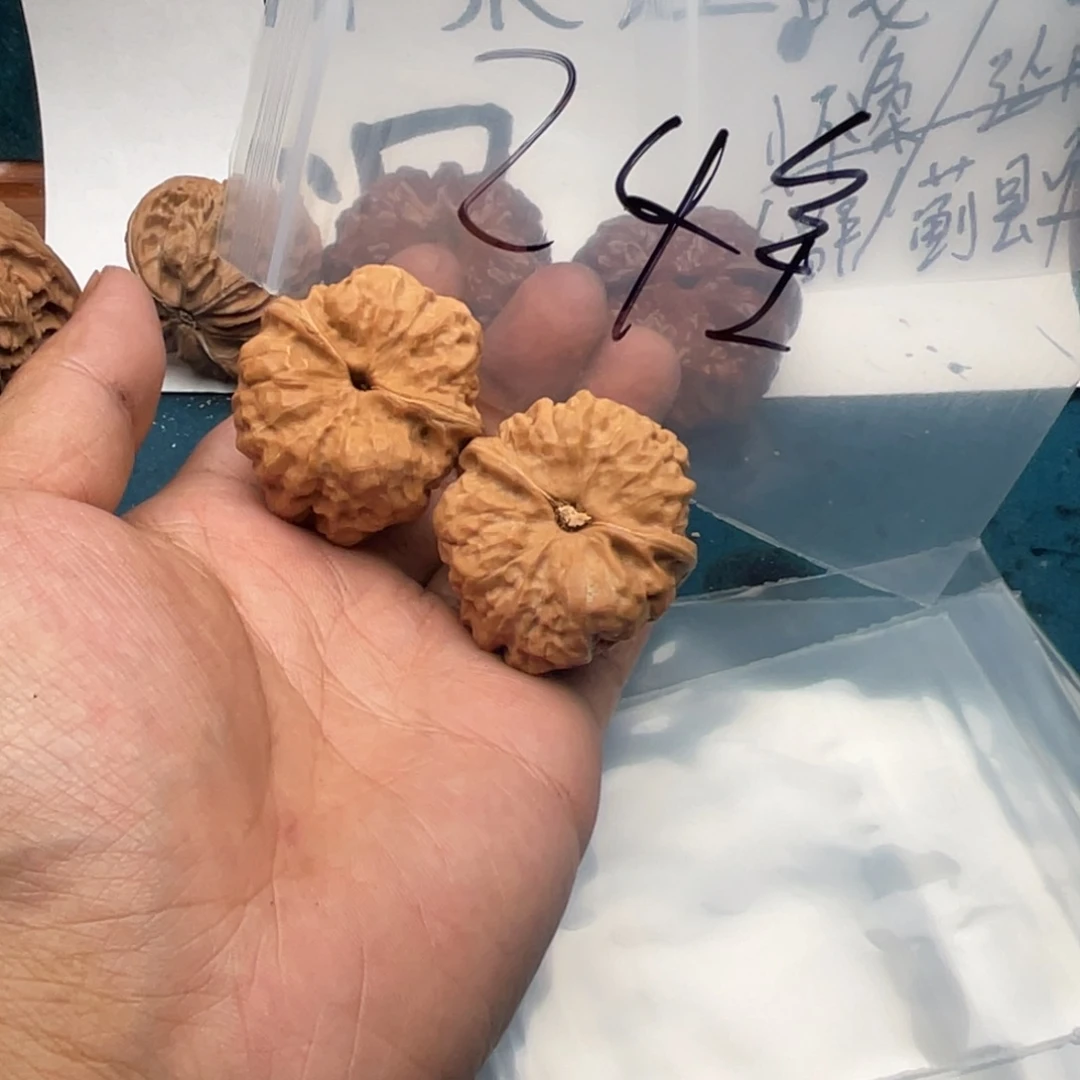 核桃735573537753757373