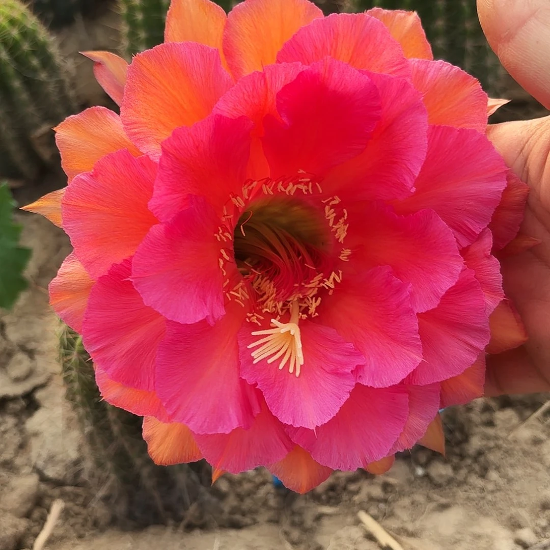 毛q55 号毛花柱丝球球球