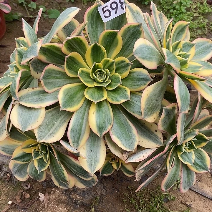 灿烂会黑斑氧化反应598不包断