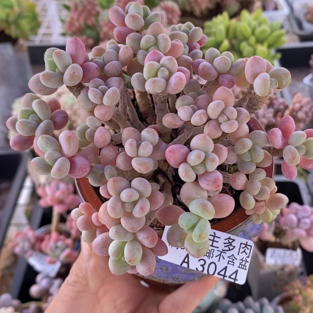 鱼子酱老桩11cm3044多肉植物