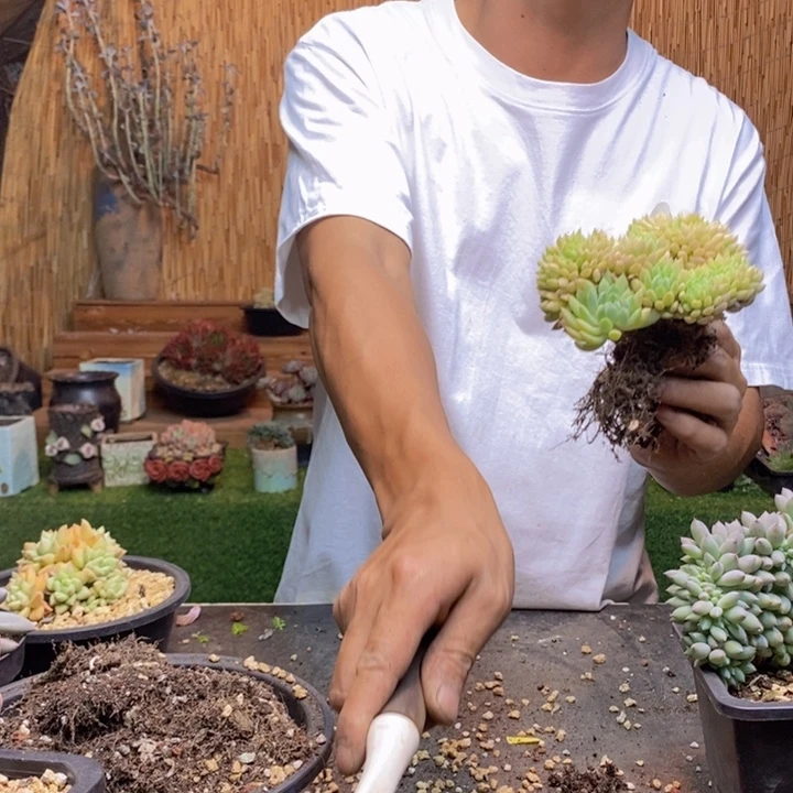 小****799号缀化多肉植物