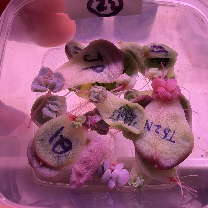 22号，糖心珍妮优选20个不同品种各1片