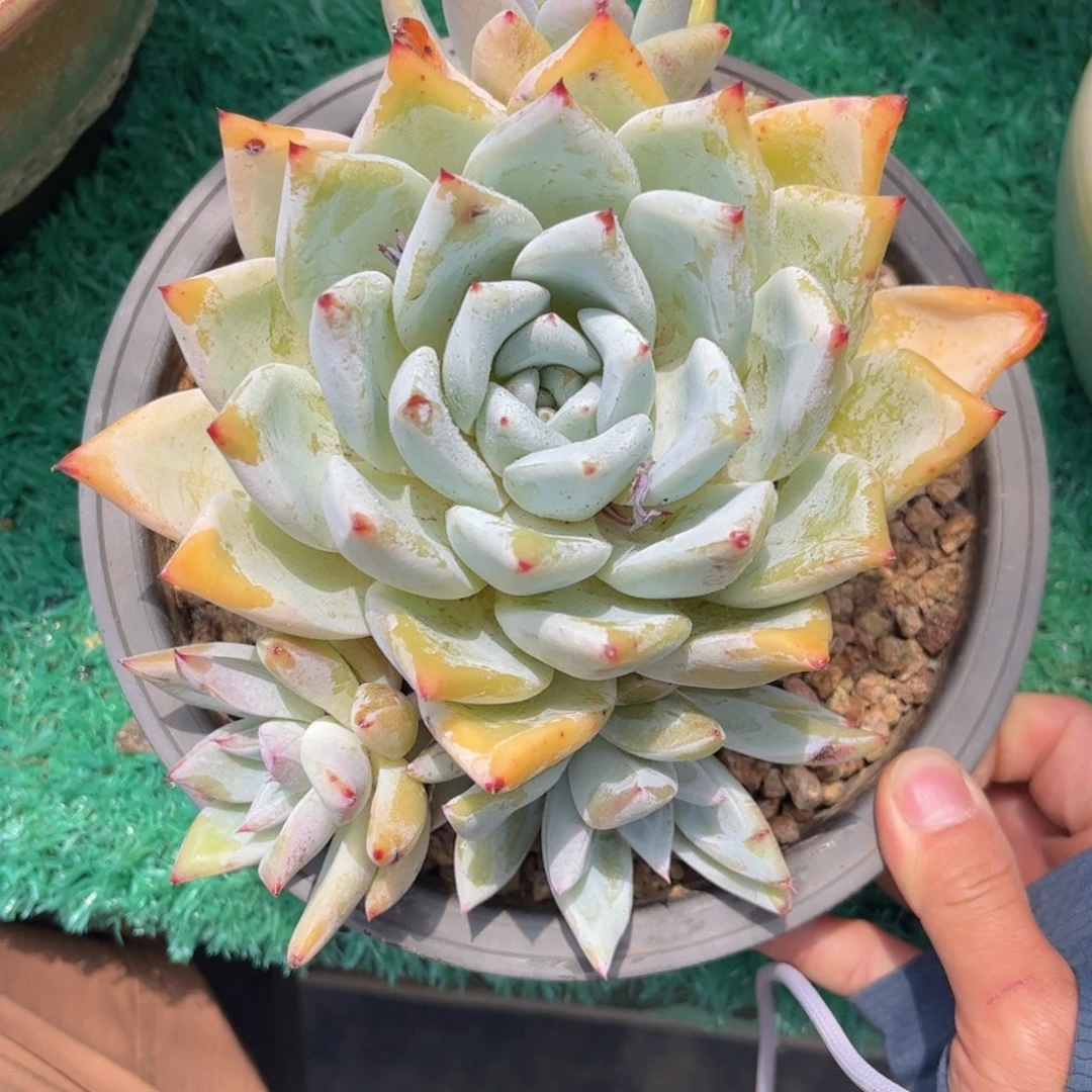 无花朵友家多肉一物一拍