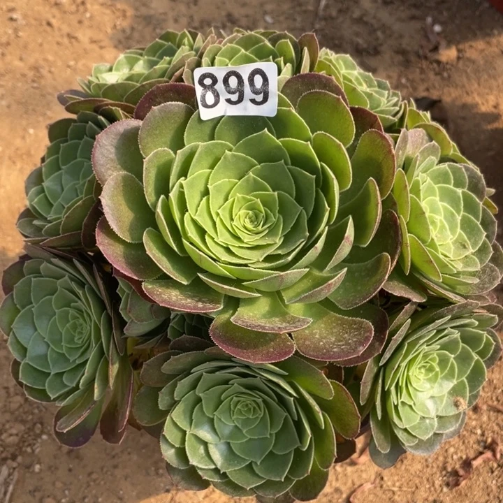 899多肉植物万圣夜