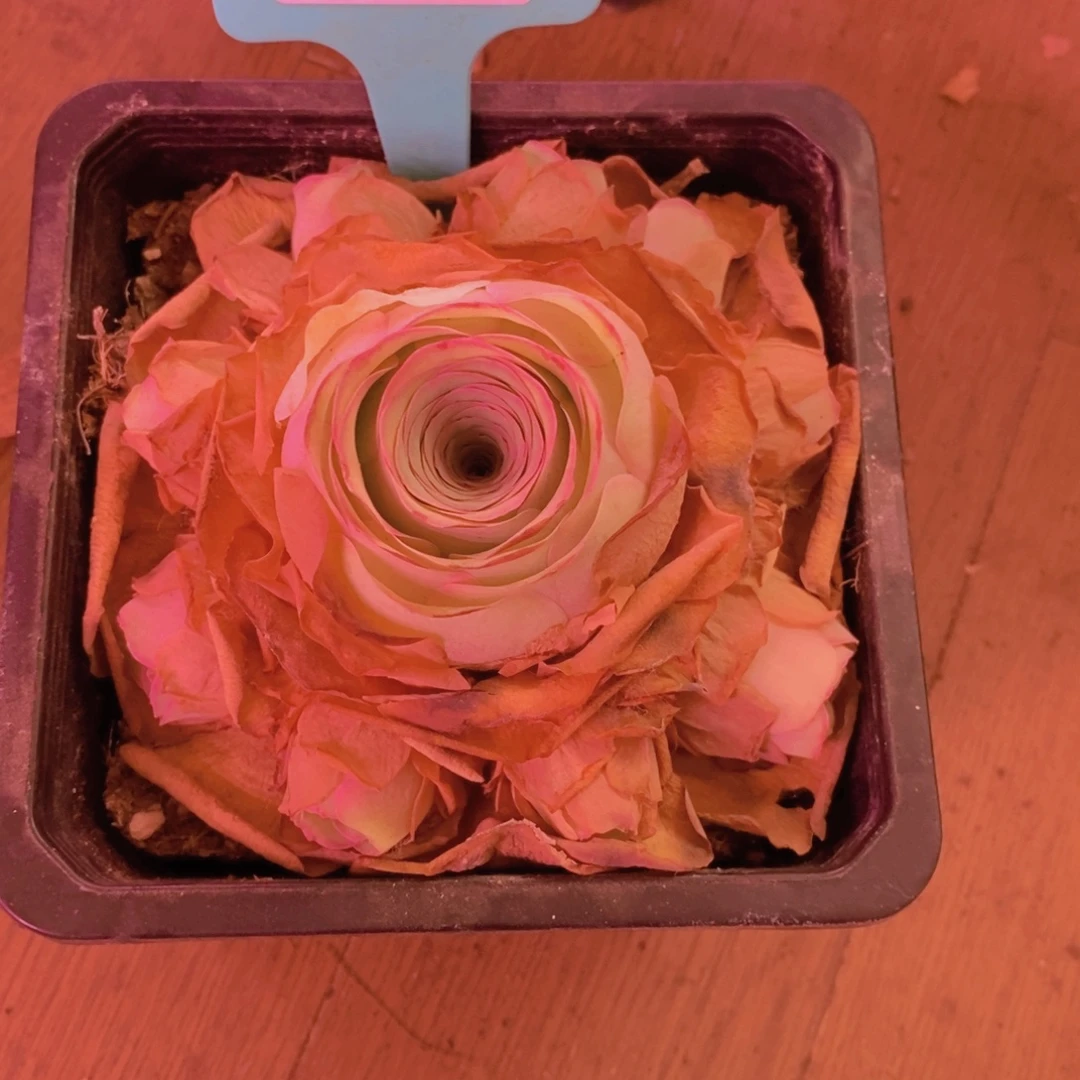 鱼***会员100福利勿忘我634