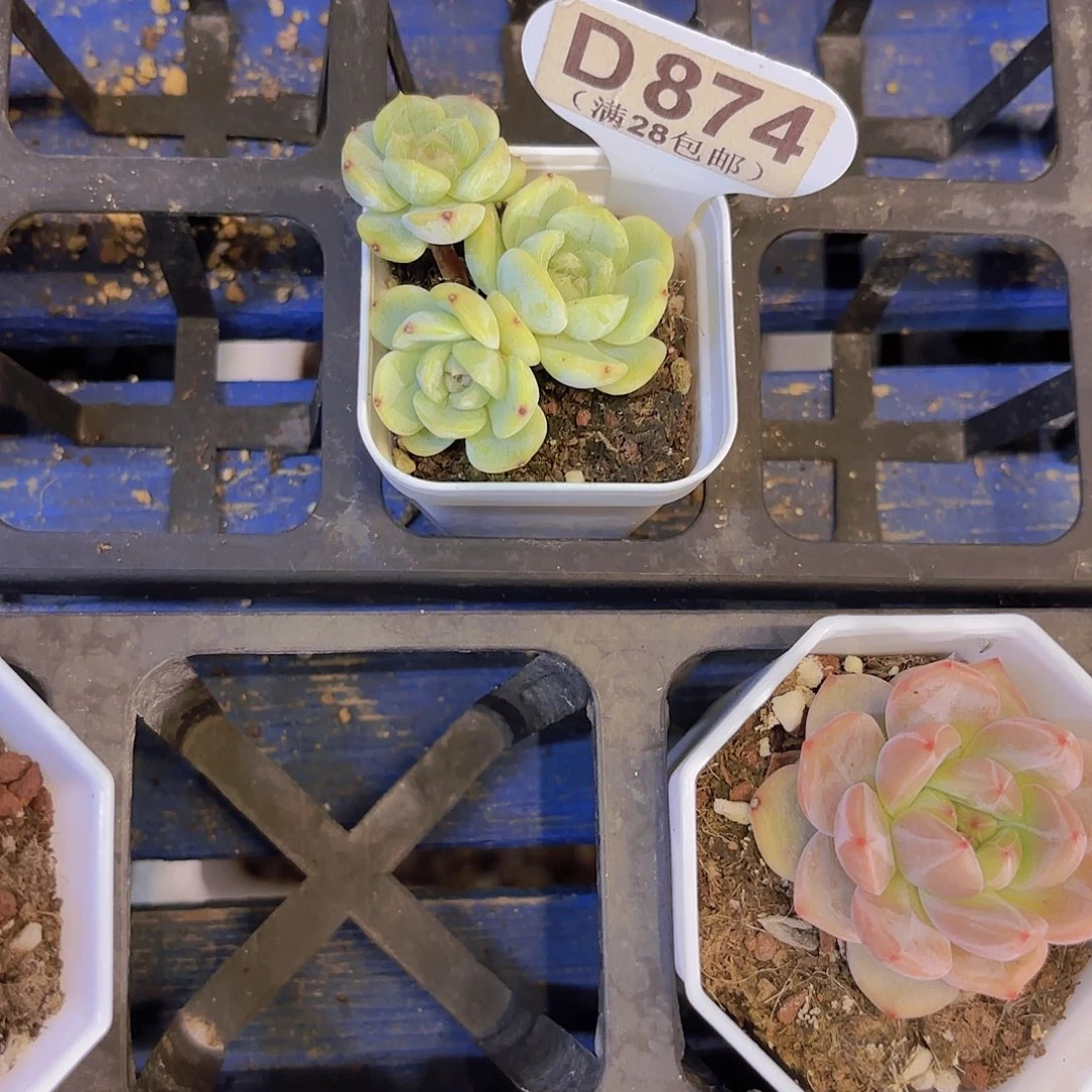 D874白恋一物一拍