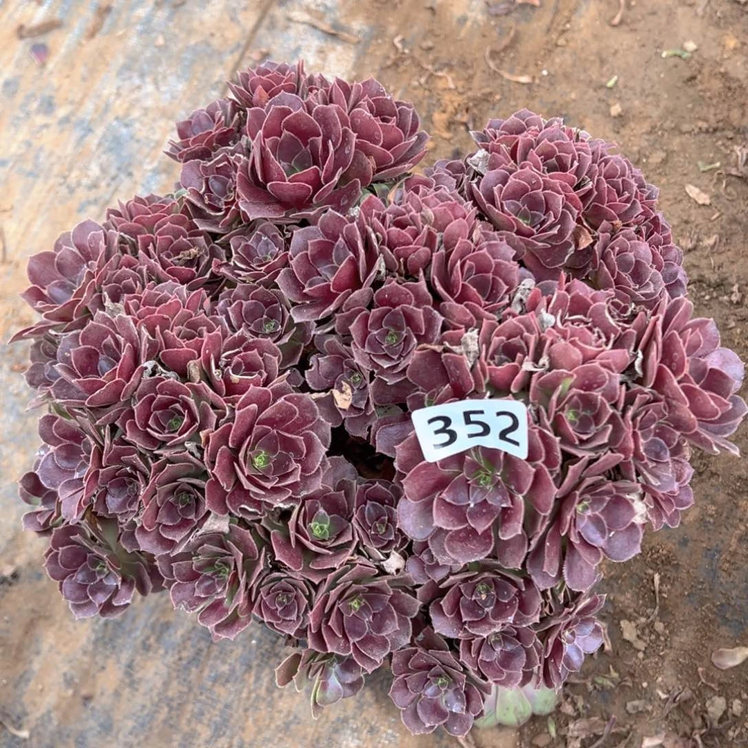 多肉植物荷兰玫瑰朵朵352