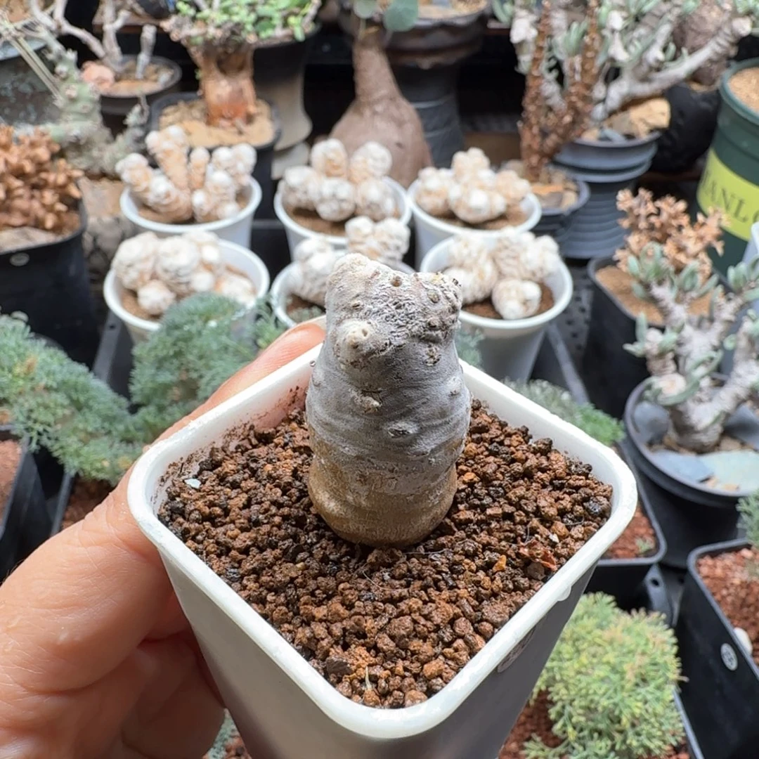 雪鹿厚墩菊296仙人掌