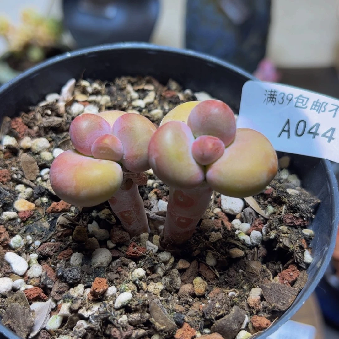 044KK奶酪5厘米多肉