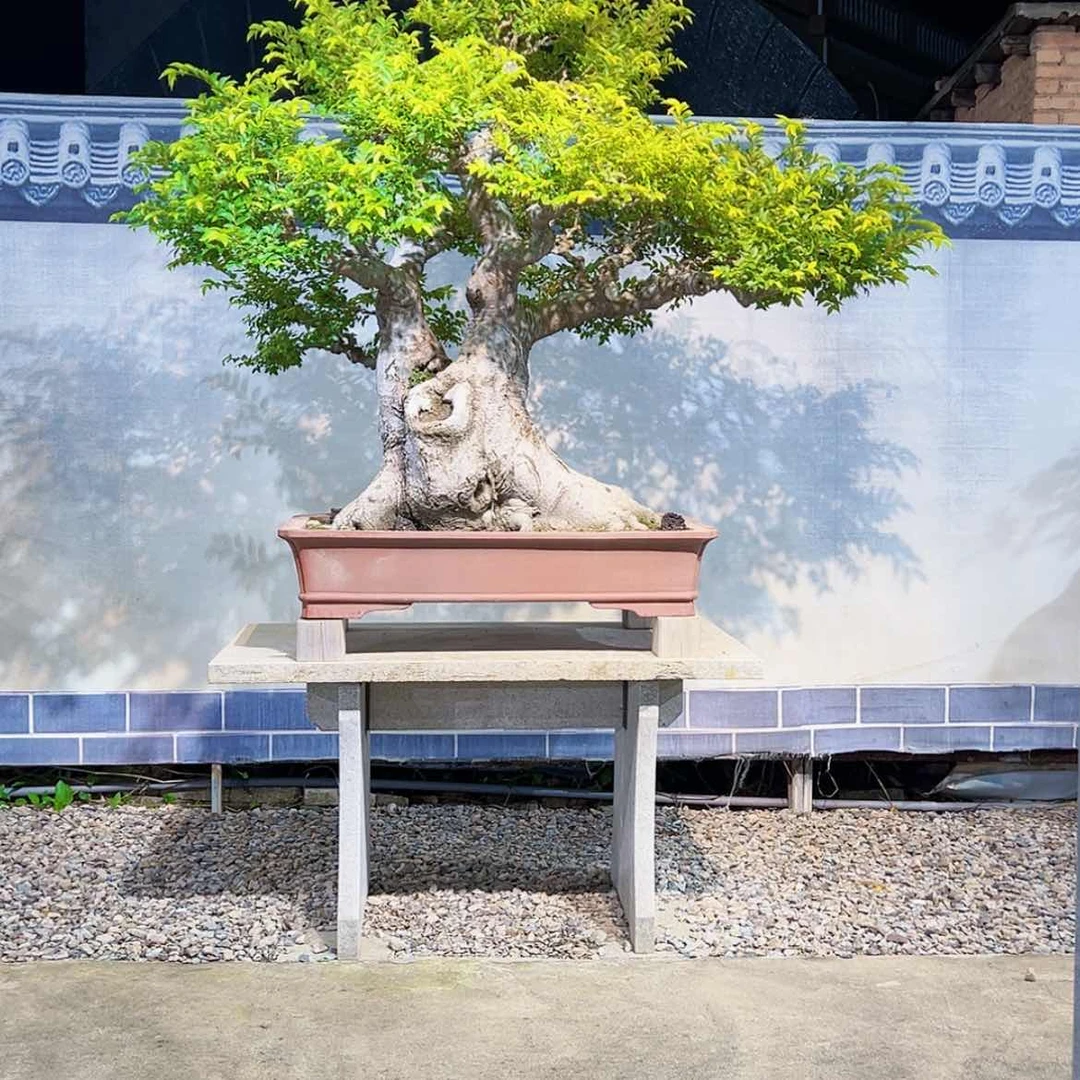 【闪购商品】无花朵s****t朴树
