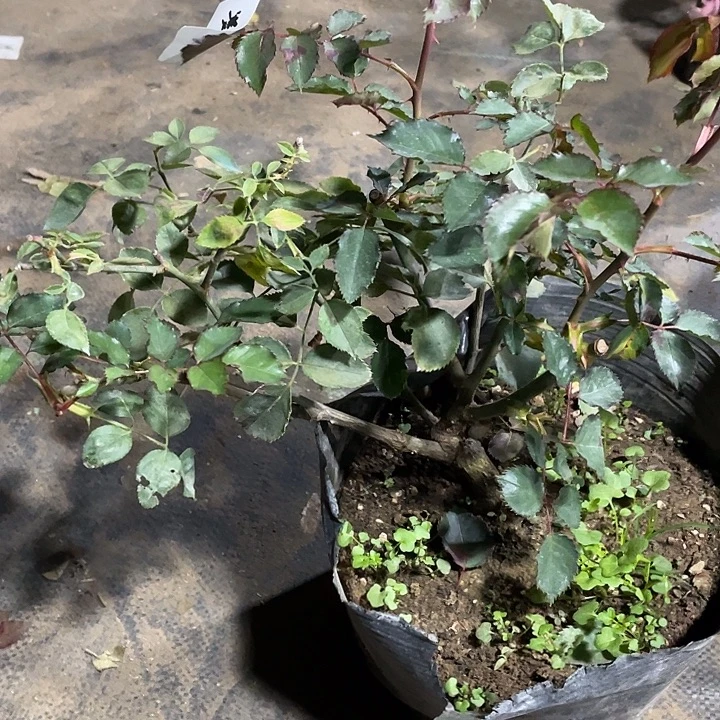 当前无花朵，栽培后可花朵凝脂