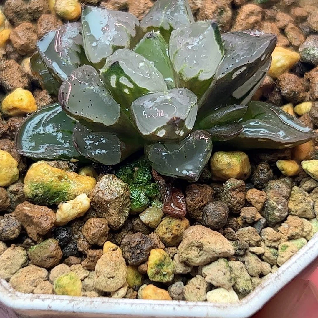 圣诞蜡烛十二卷多肉