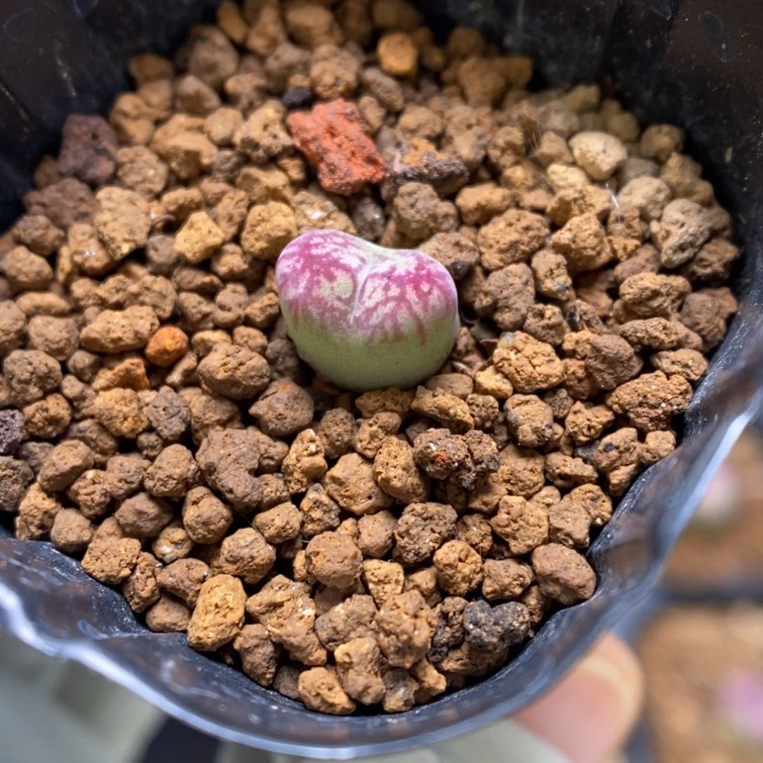 多肉植物肉锥杂交K-3406