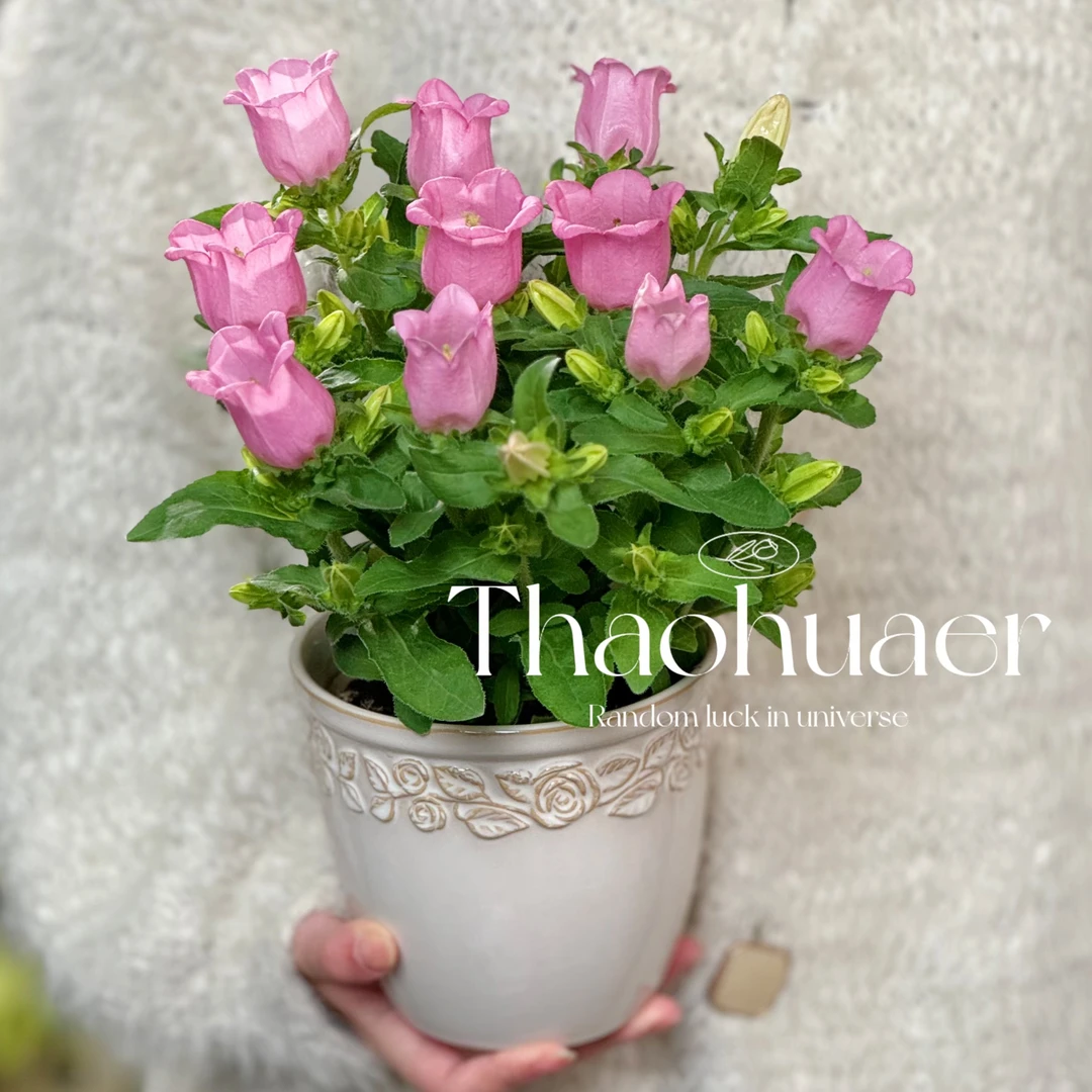 风铃花粉色风铃草专业培育基地盆栽带花苞绿植室内好养