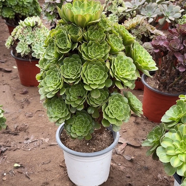 多肉植物翡翠琉璃23