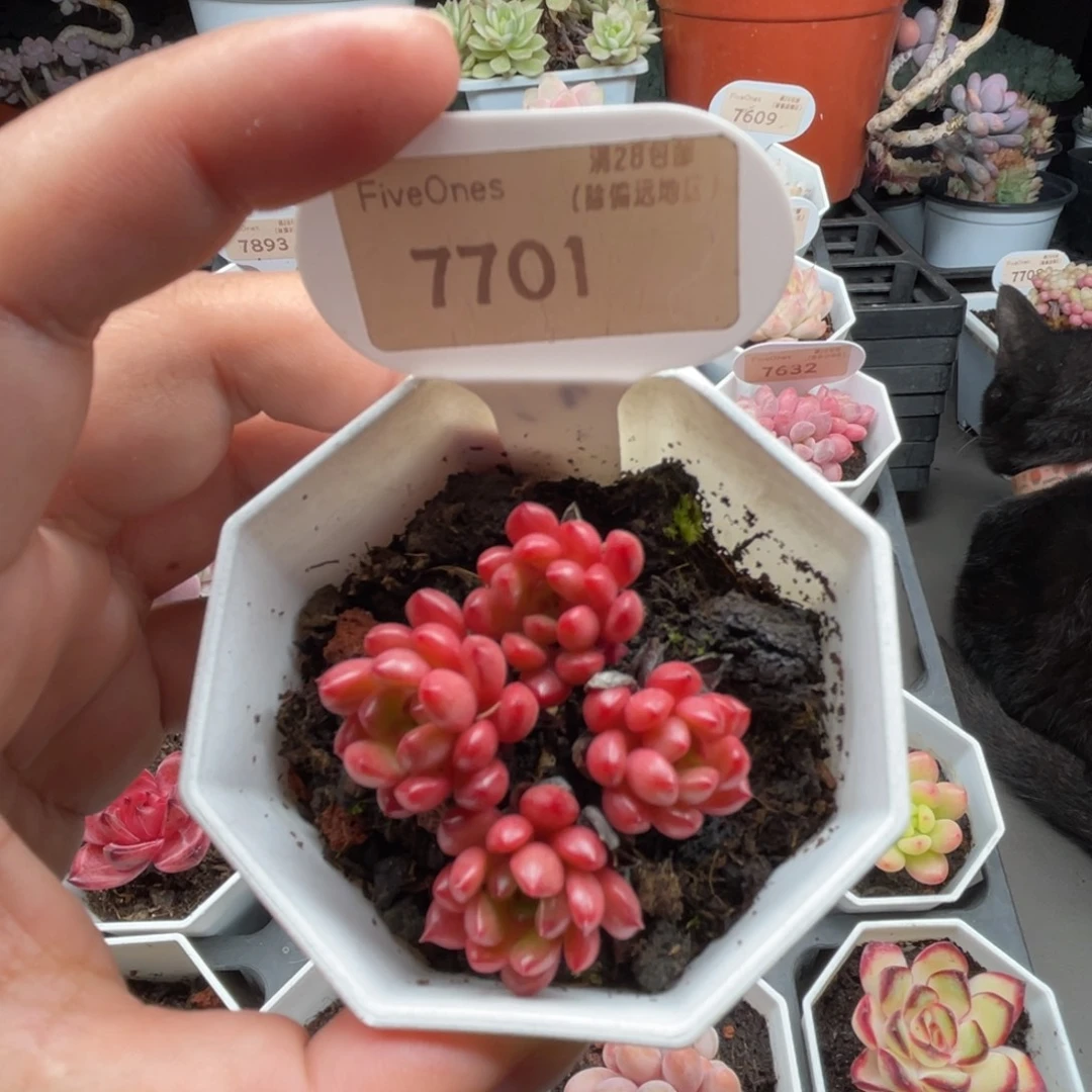 7701红宝石 4.0厘米