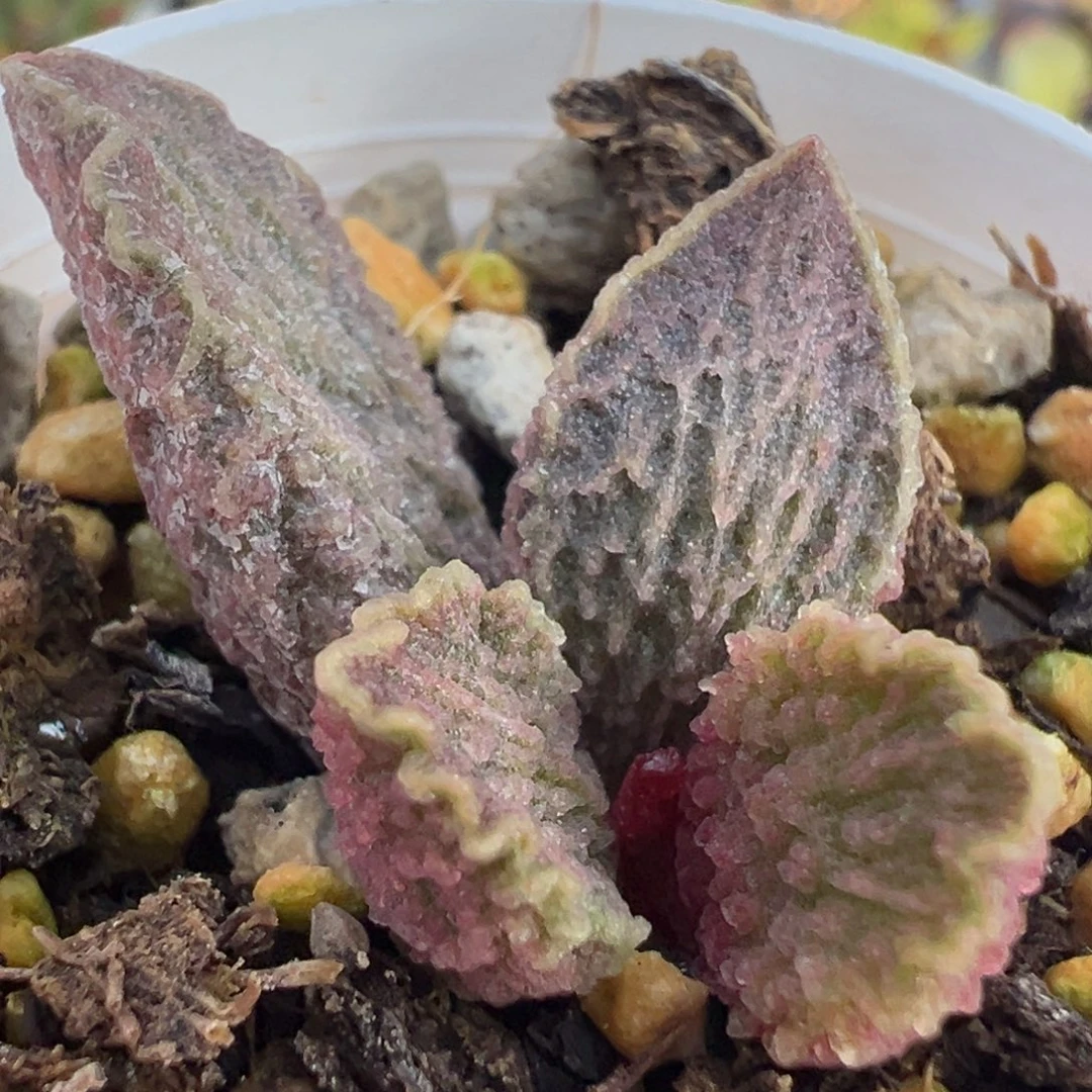 大鱼海棠带倒刺多肉植物