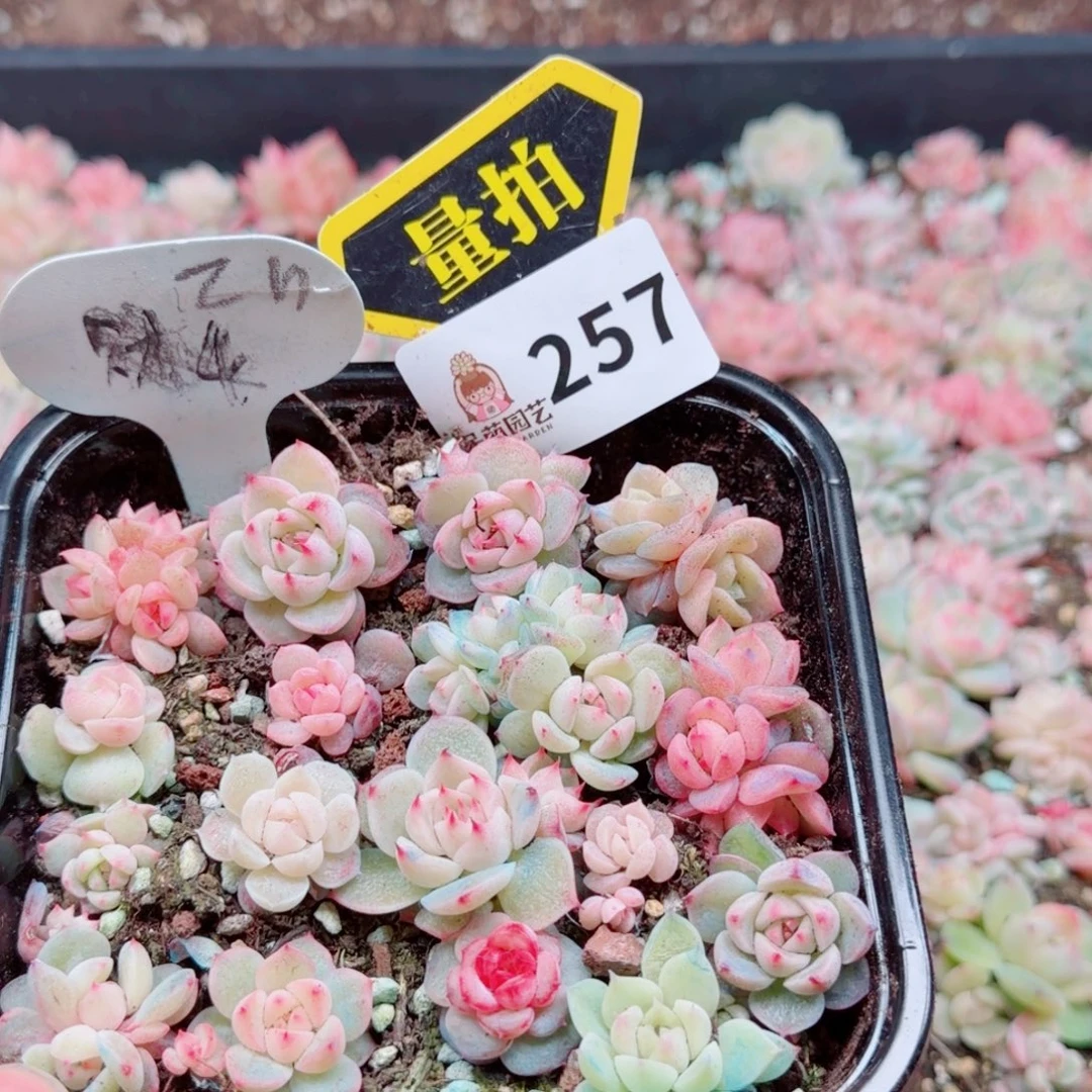 多肉植物多肉植物