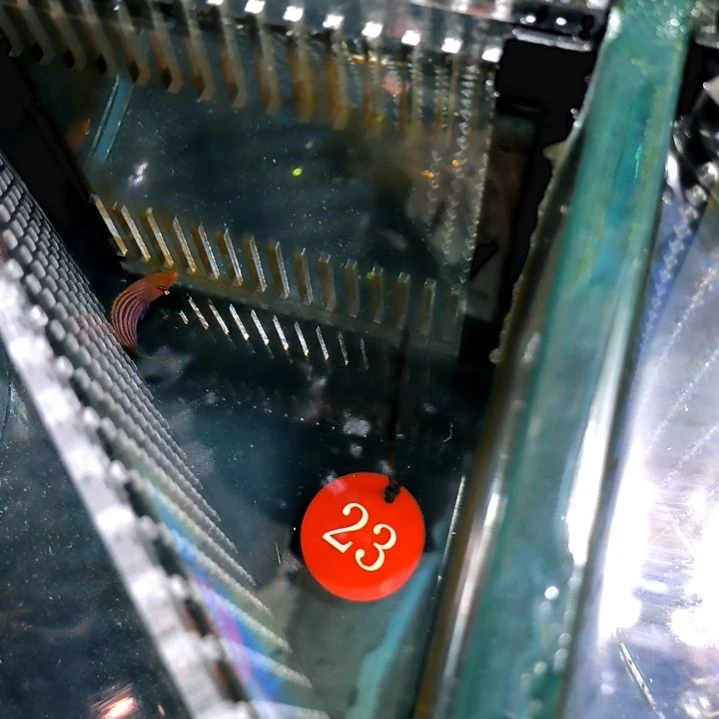 六线龙4-38-23海水