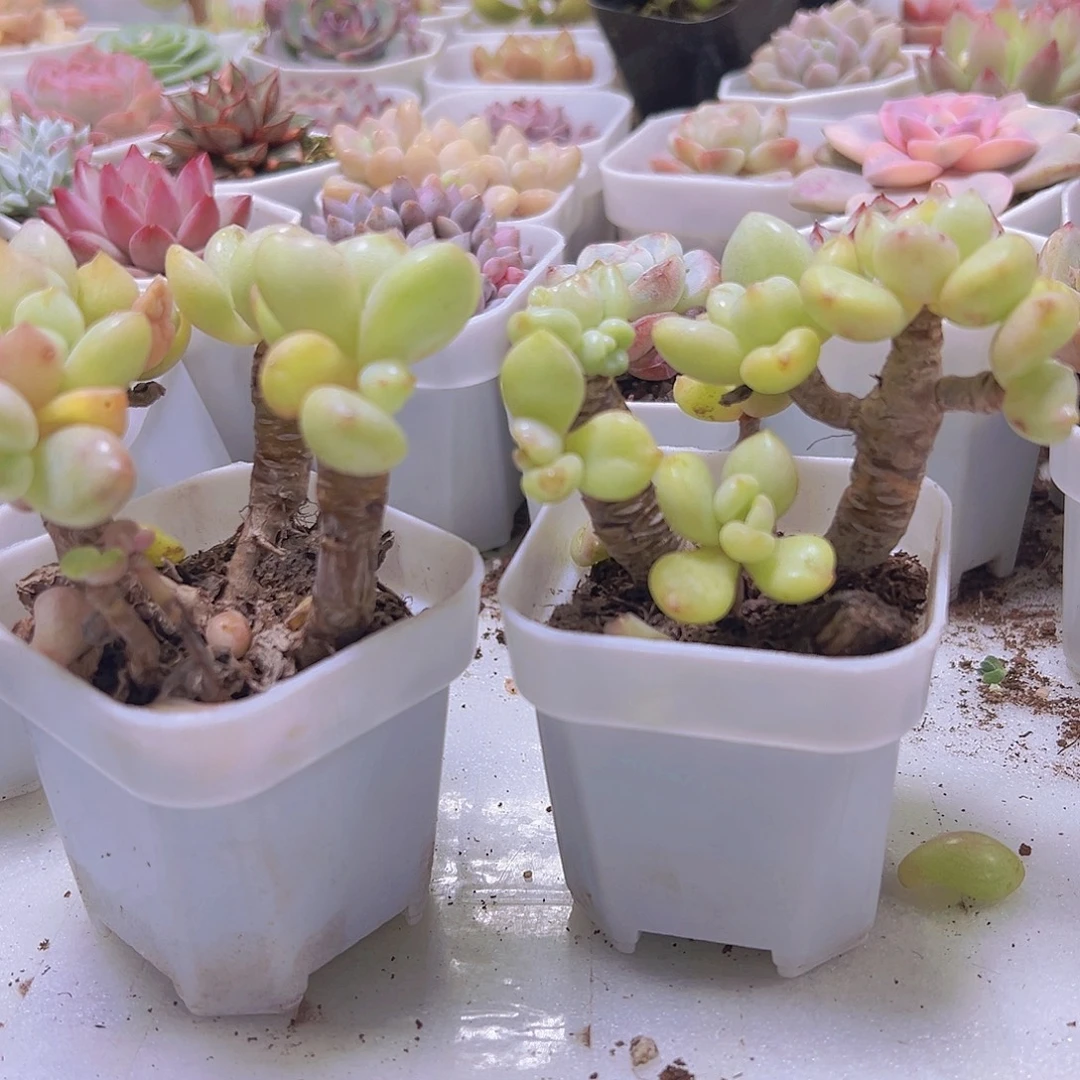 老桩比尔盖茨19包邮