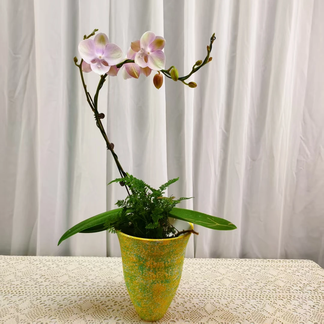 桦艺优选【威尼斯单】蝴蝶兰绿植花卉艺术高级盆栽植株很好养