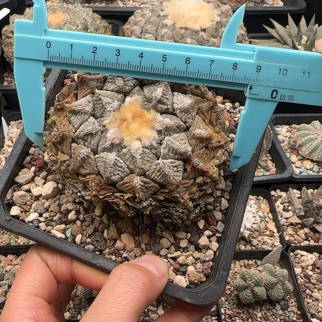 连山仙人球11111111111