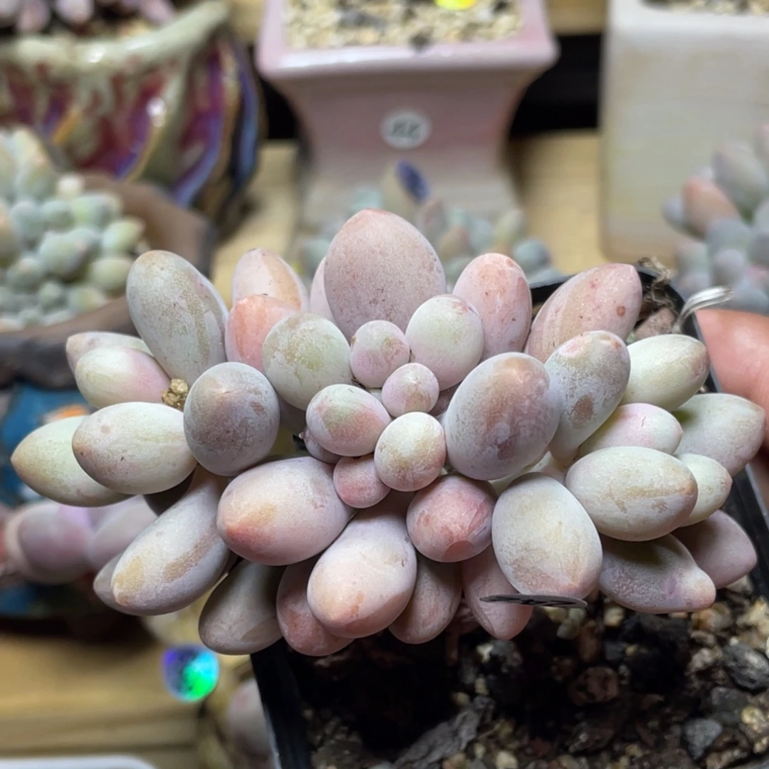 仙子奶酪小树造型多肉植物