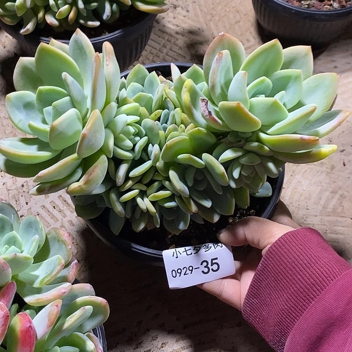 风***2小七夕多肉柚子茶35