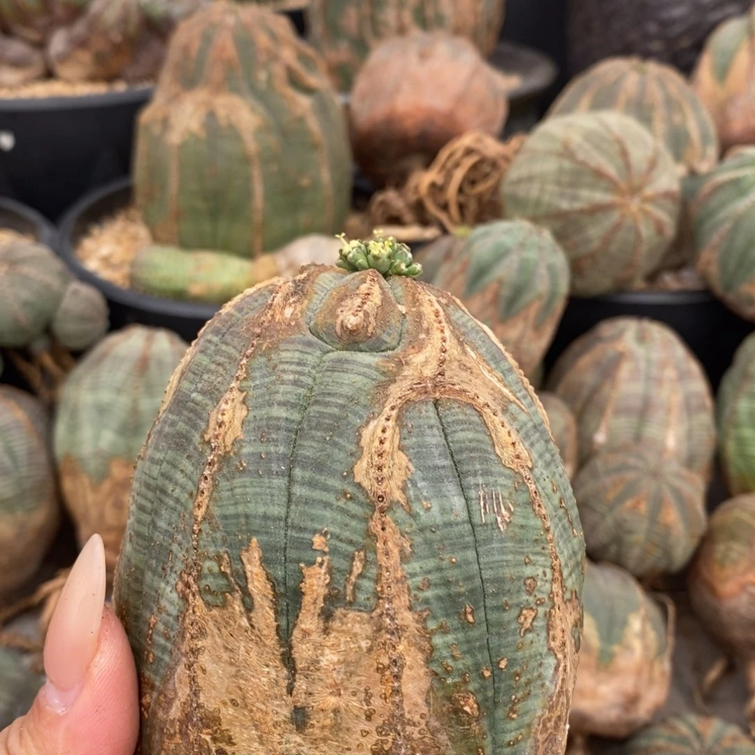 20欧系实生布纹球一物一拍