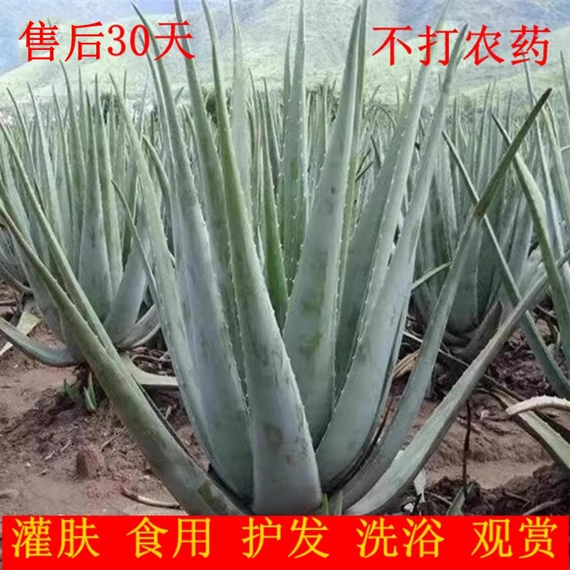 库拉索芦荟盆栽美容院灌肤补水专用可食用芦荟肉植物芦荟苗鲜叶片