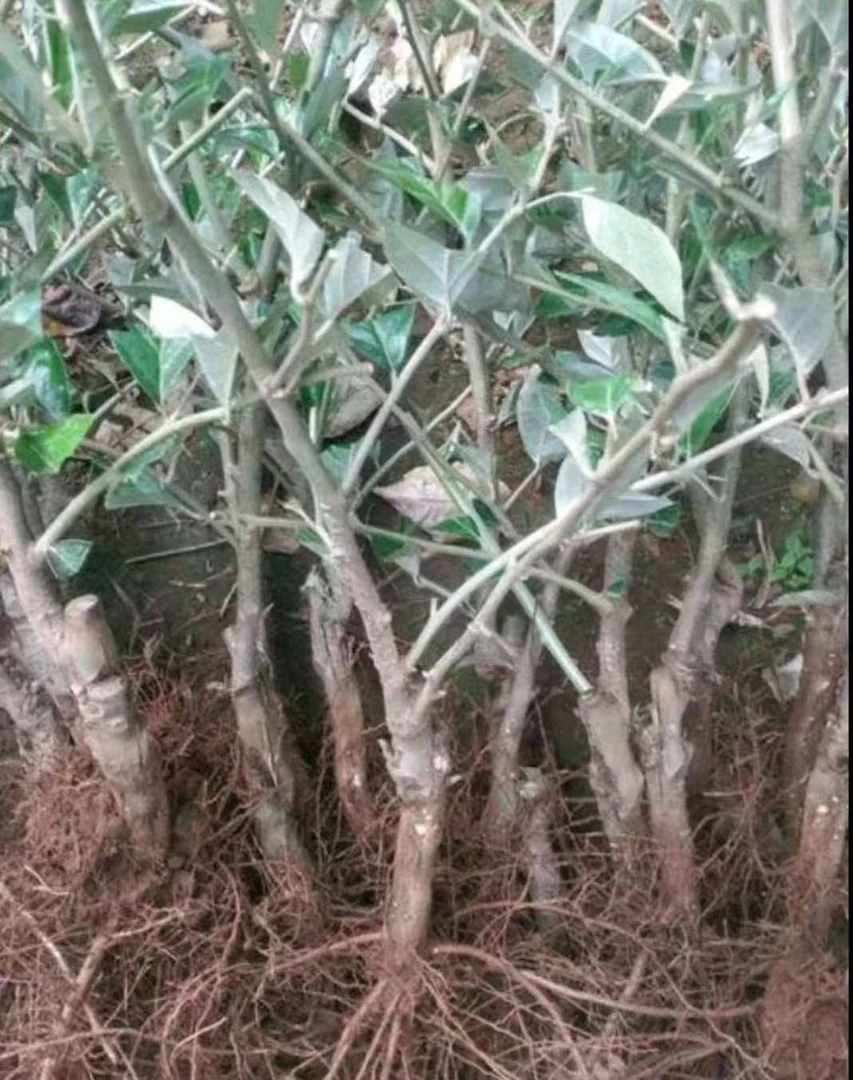 德甜2号酸甜羊奶果（裸根三年嫁接苗）木泥土种植