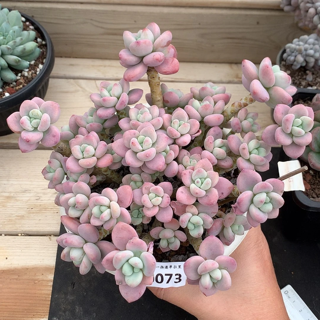 0073洛神多肉一棵20.5厘米