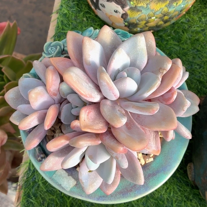 多肉植物 粉兔一物一拍-4