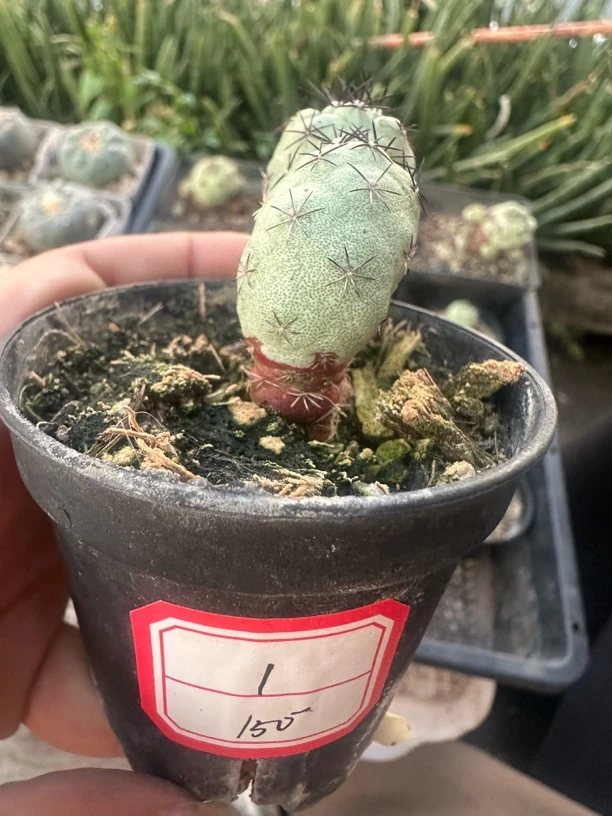 实生帝王丸1号怀疑是两颗