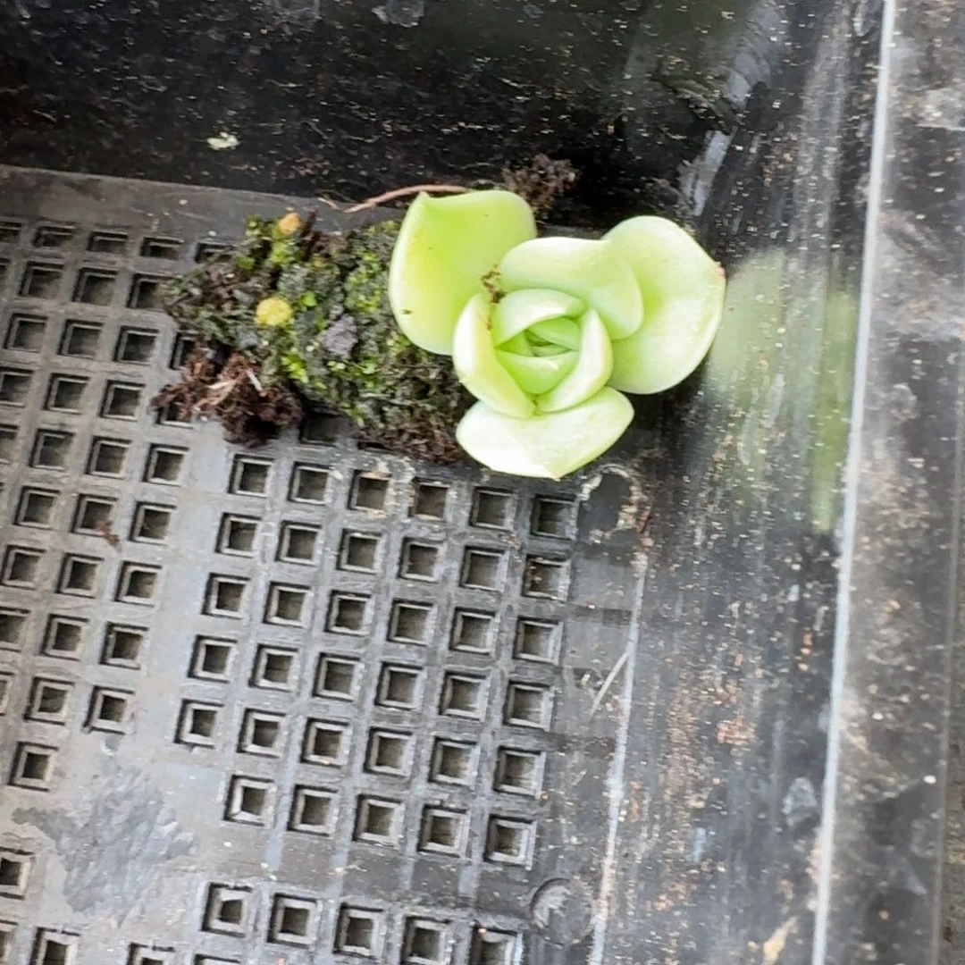 凸起杂交月影（日白方向）10-5