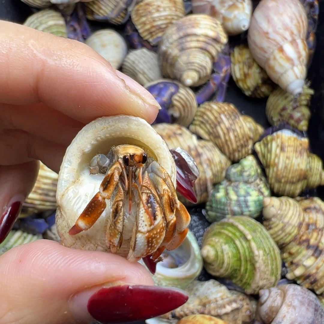 福利11 拇指马岛焦糖奶橘