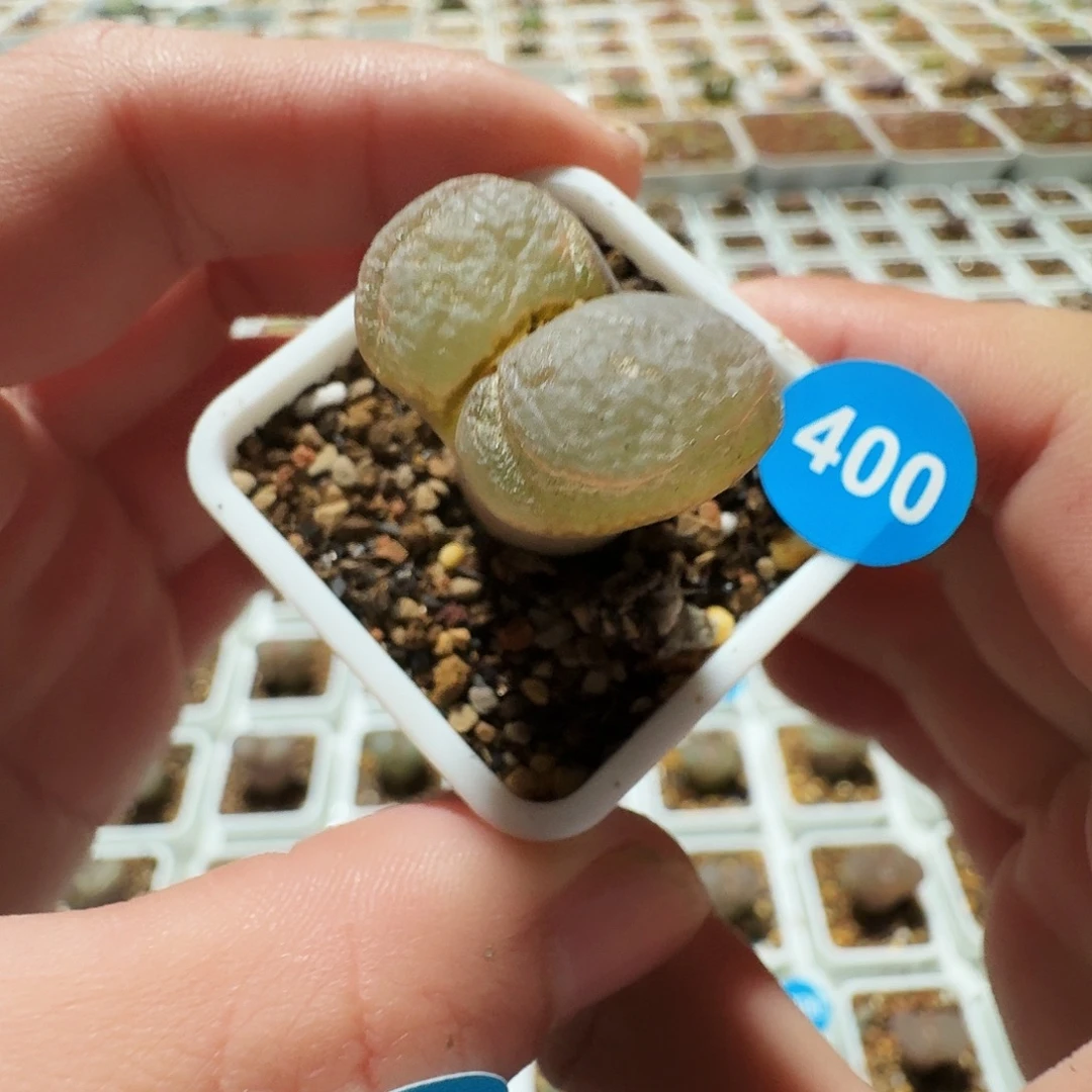 多肉植物福利风铃400