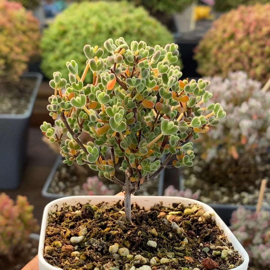 实生莱斯4365枝干番杏