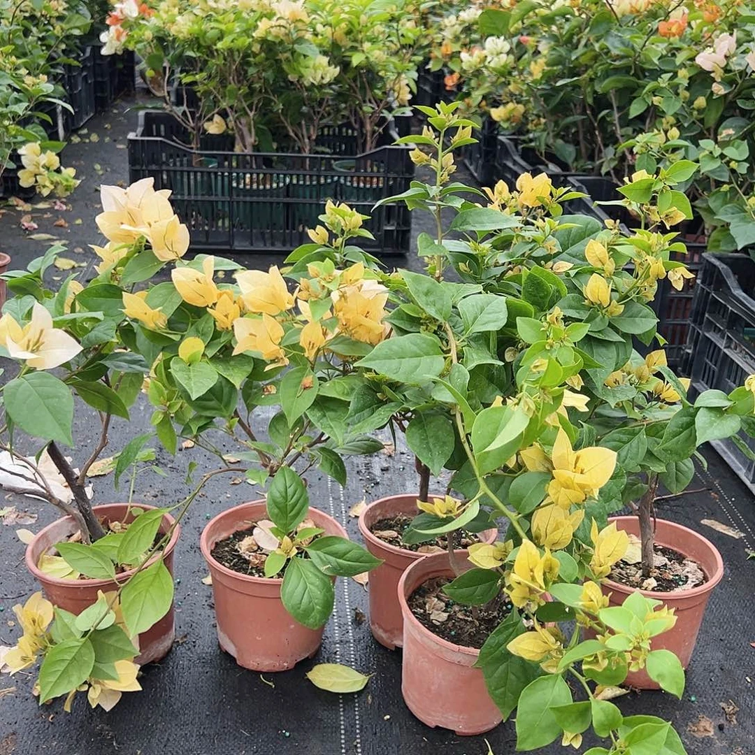 大部分花苞少量开放苏瓦娜掌中宝一颗