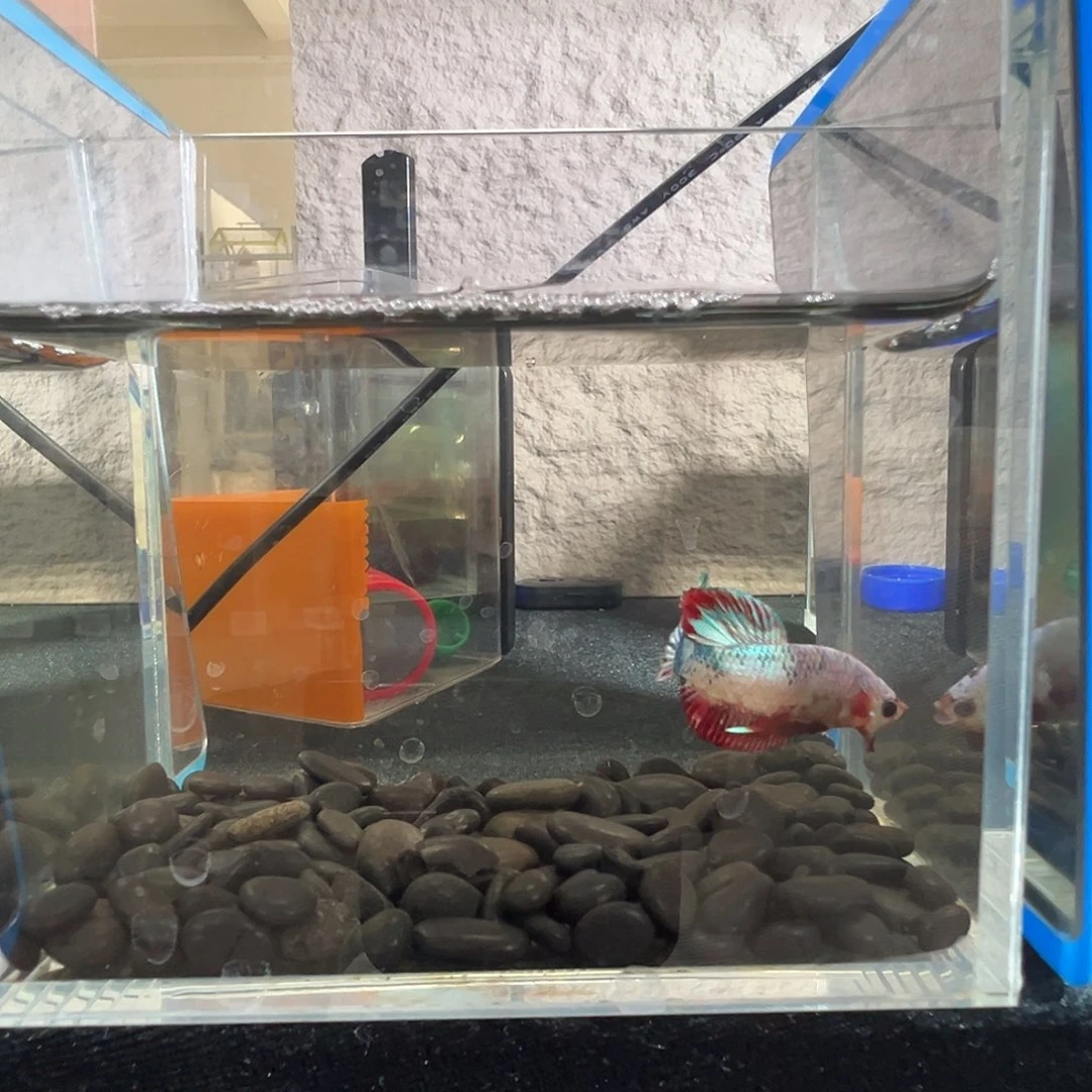 斗鱼阿浩泰斗14日86