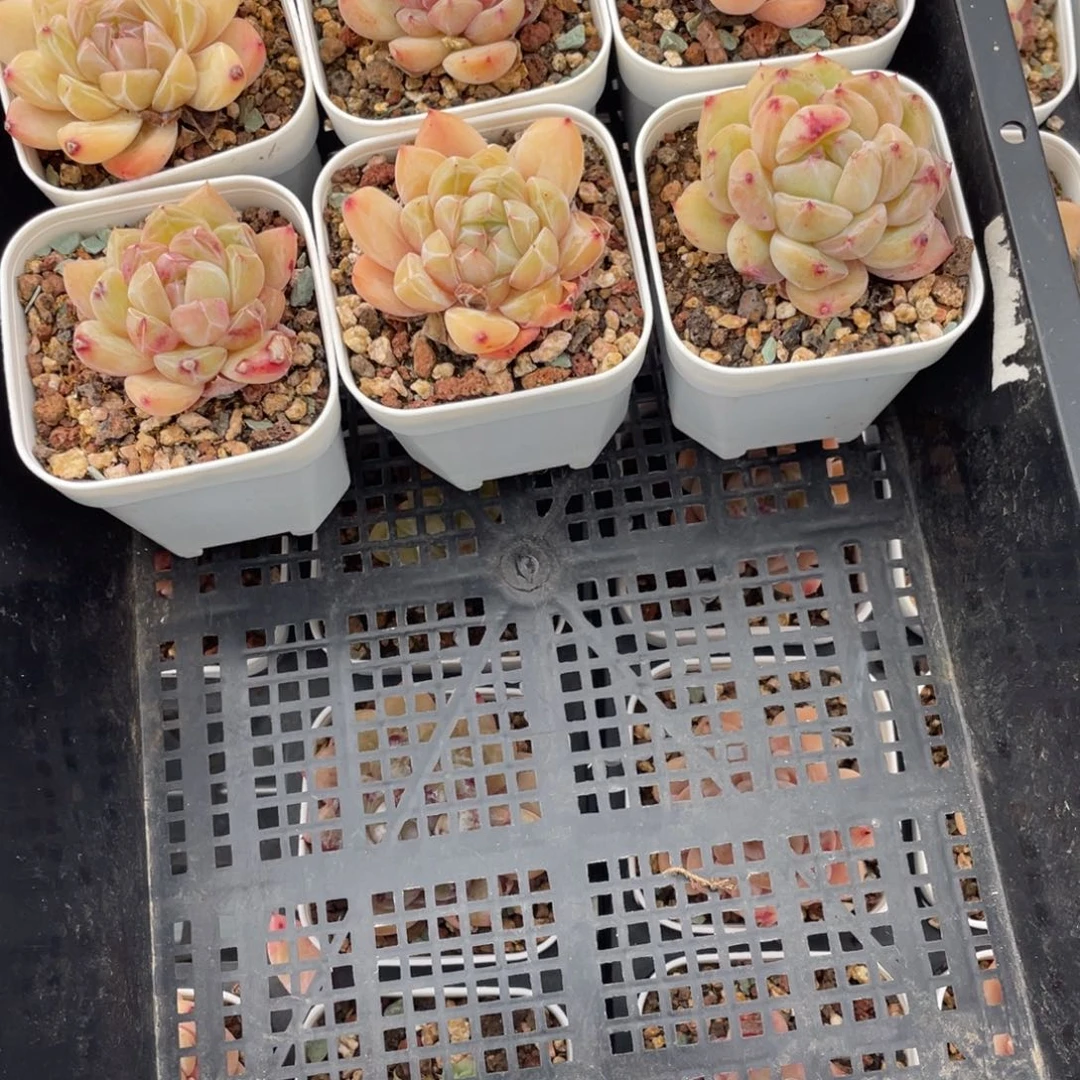 多肉植物六个精品组834