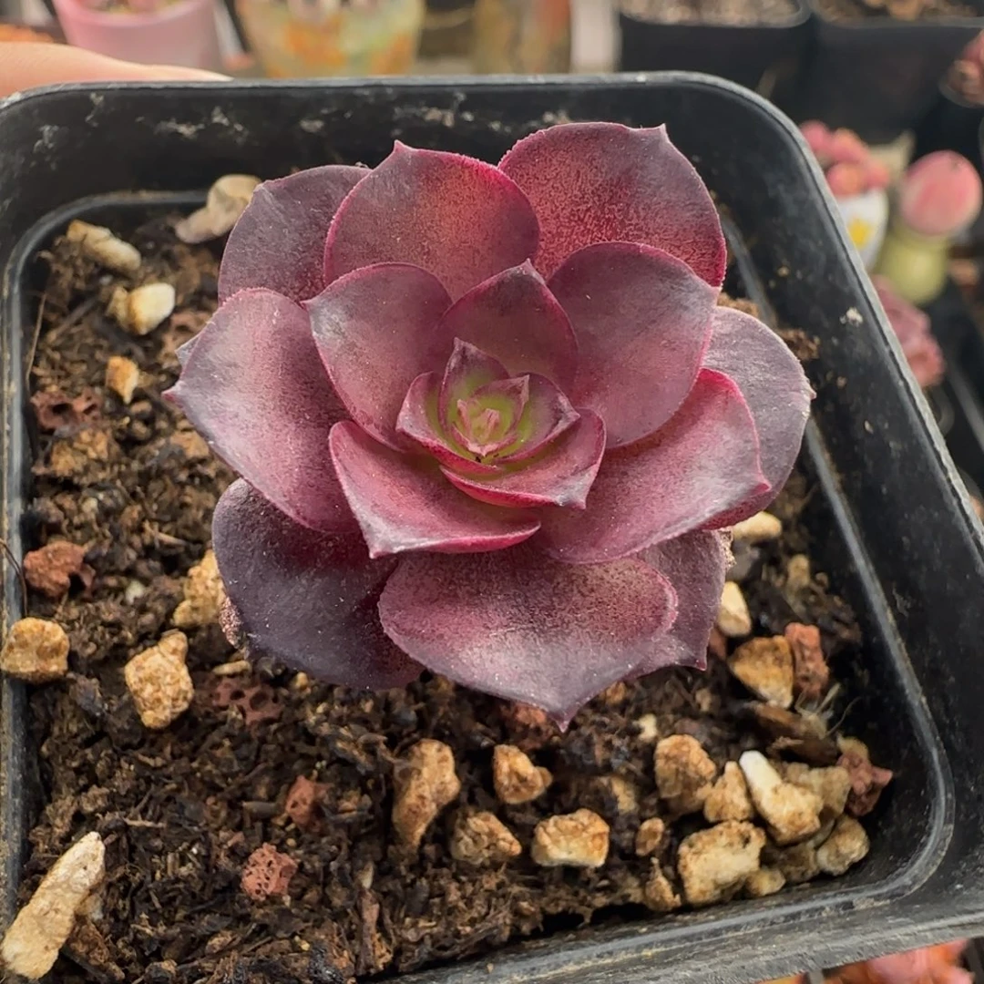 L265半城玫瑰绪光