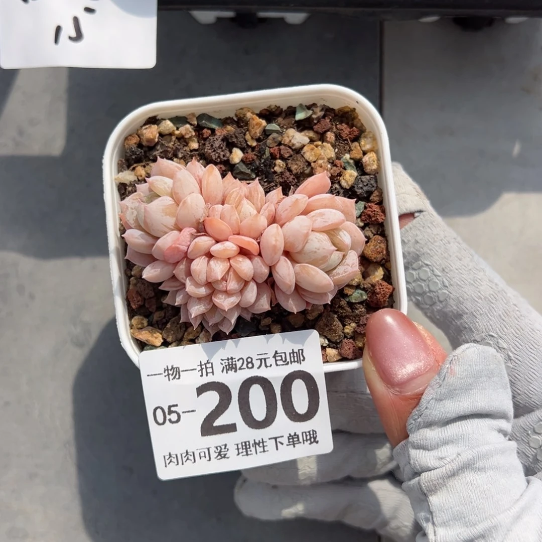 拉皮多肉多肉多肉多