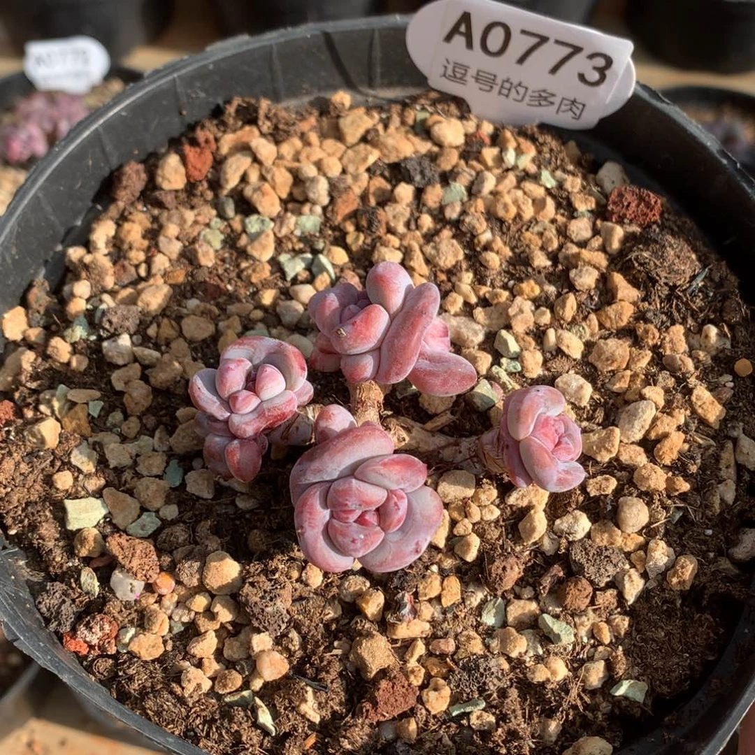 解***忧A0773 突尼斯老桩 迷你号 7cm