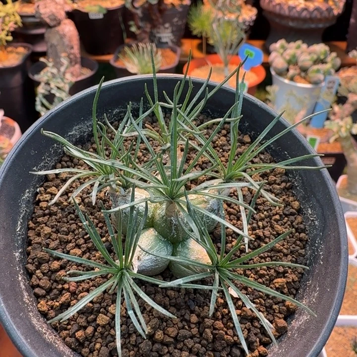 迷你海葱793 仙人球